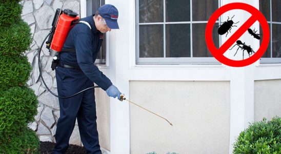 Pazar Uçan Haşere İlaçlama böcek ilaçlama ve haşere kontrolü — ilaclama-tr.com